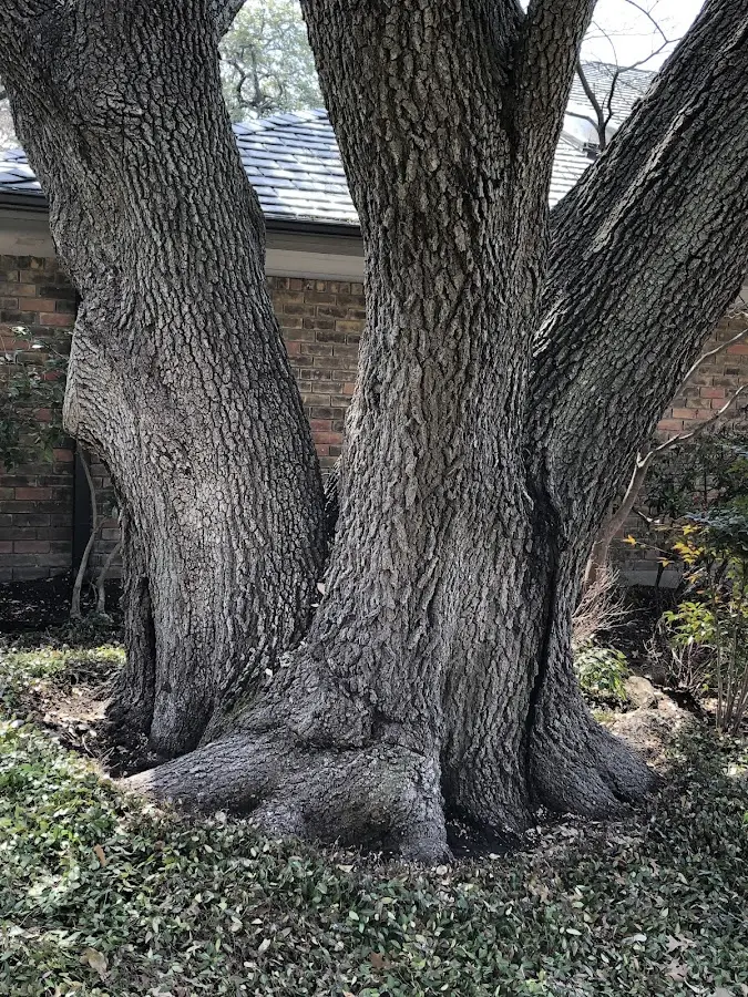 Mature heritage tree close to a Beaver Springs property cared for by certified arborists